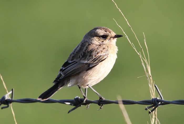 Siberian Stonechat