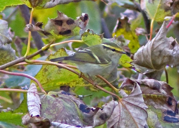 Pallas's Warbler