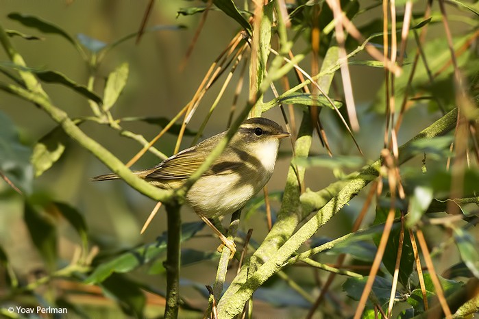 Radde's Warbler