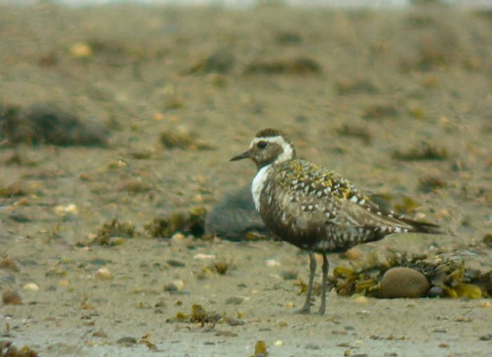 American Golden Plover