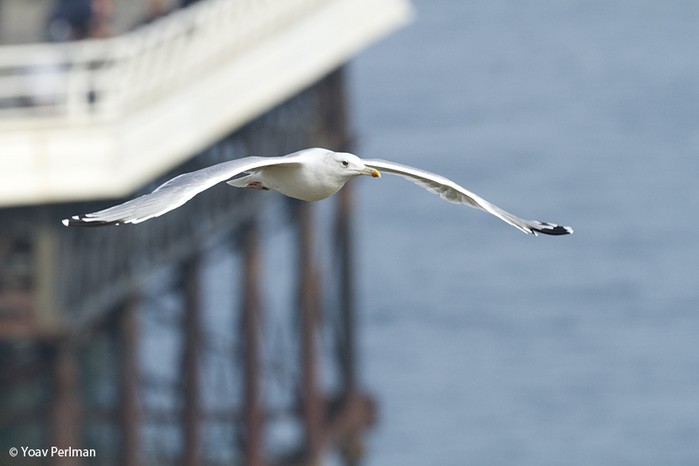 Caspian Gull