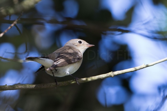 Red-breasted Flycatcher