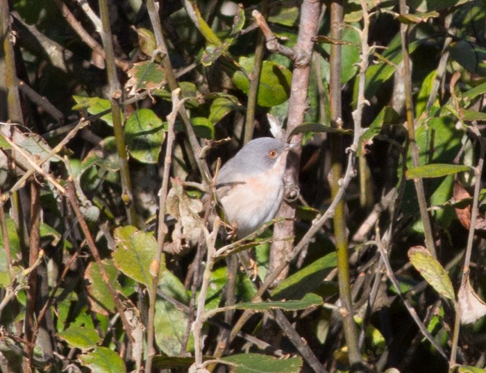 Moltoni's Subalpine Warbler?