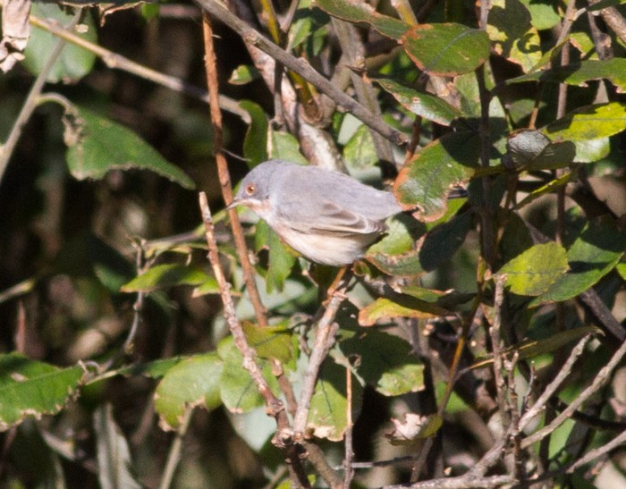 Moltoni's Subalpine Warbler?