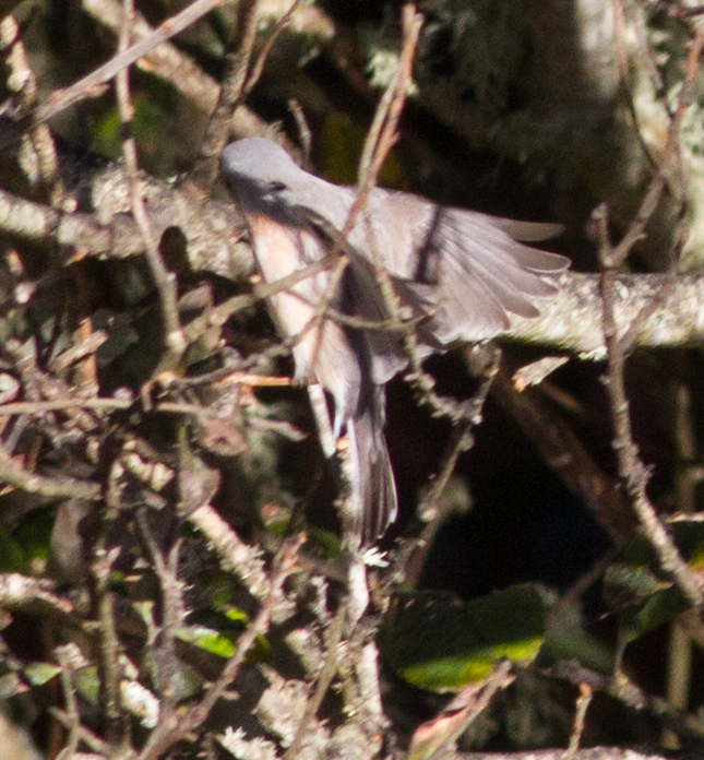 Moltoni's Subalpine Warbler?