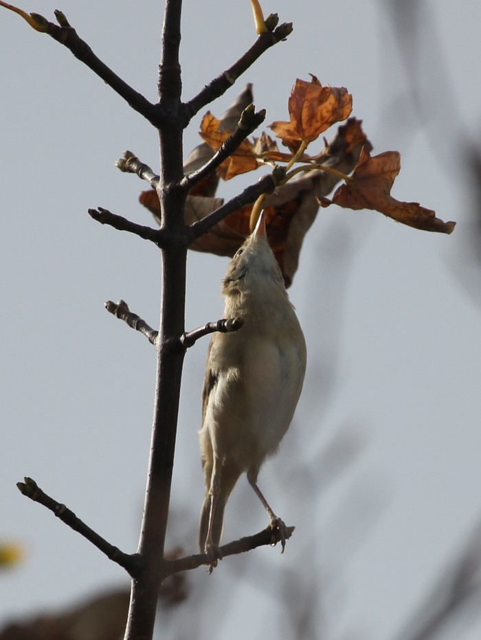 Booted Warbler