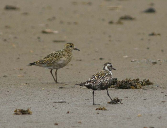 American Golden Plover