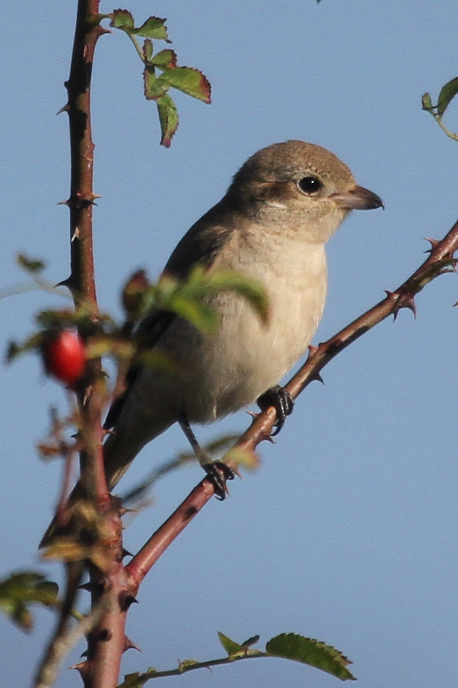 Isabelline Shrike