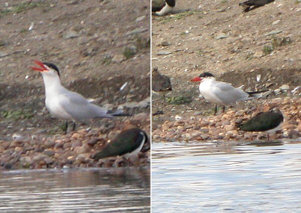 Caspian Tern