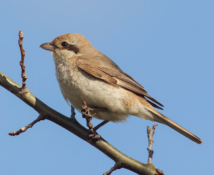 Isabelline Shrike