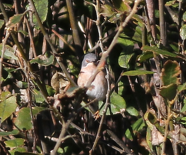 Moltoni's Subalpine Warbler
