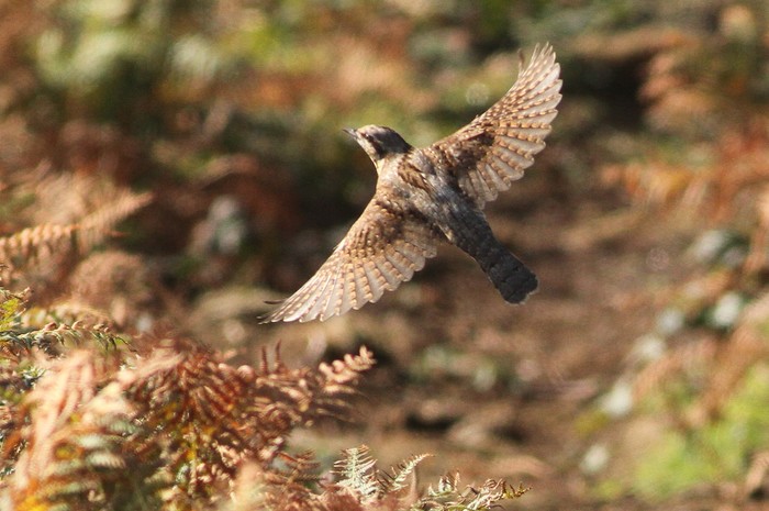 Wryneck