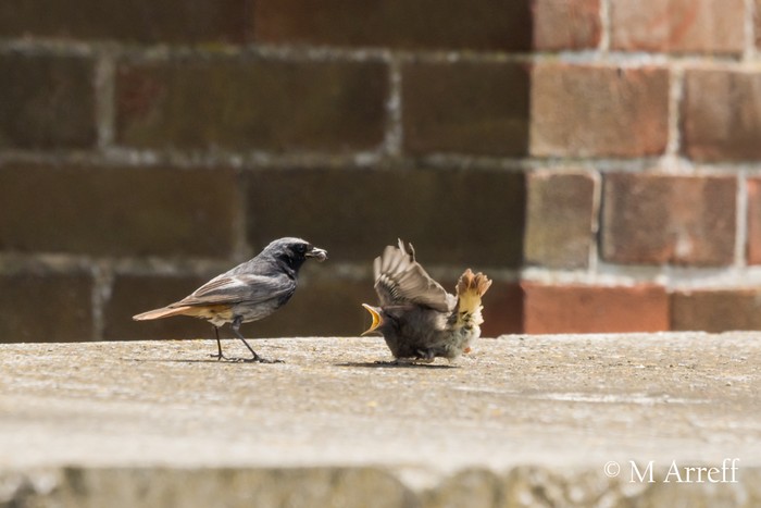 Black Redstart