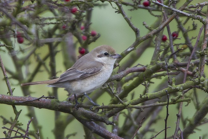 Isabelline Shrike