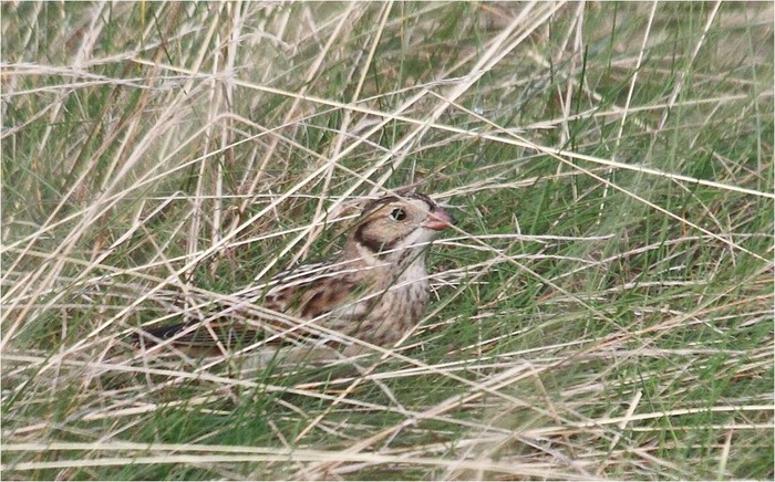 Lapland Bunting