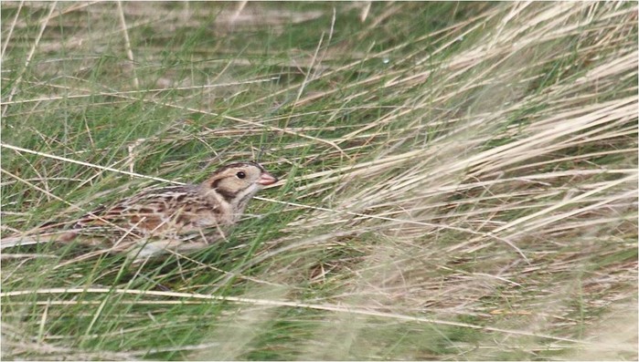 Lapland Bunting