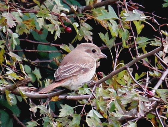 Isabelline Shrike