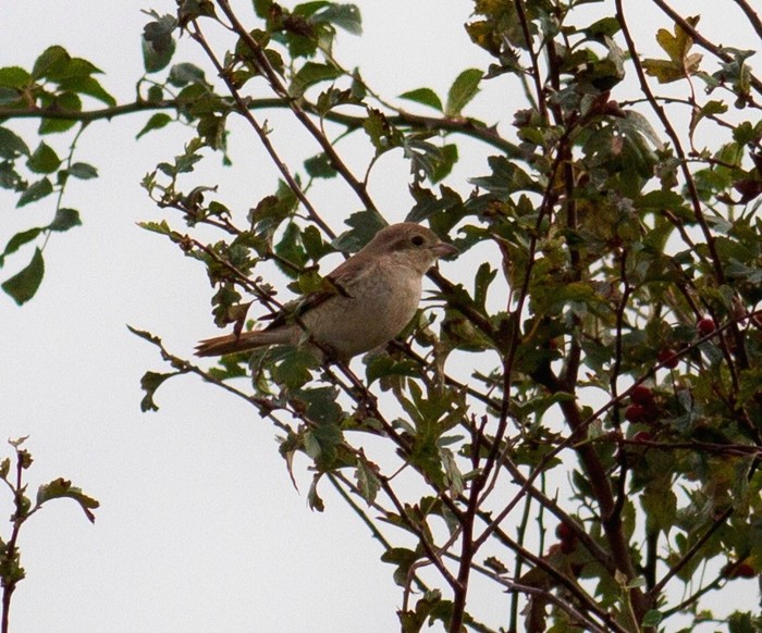 Isabelline Shrike