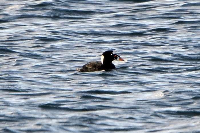Surf Scoter