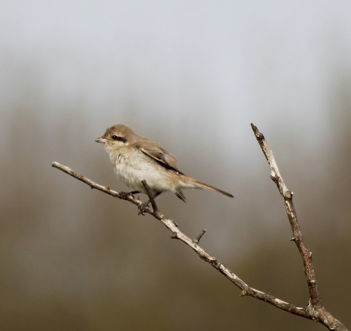 Isabelline Shrike