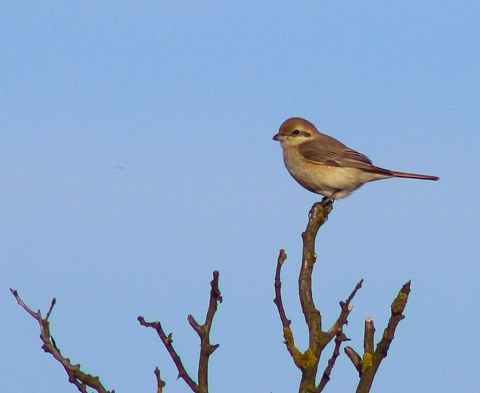 Isabelline Shrike