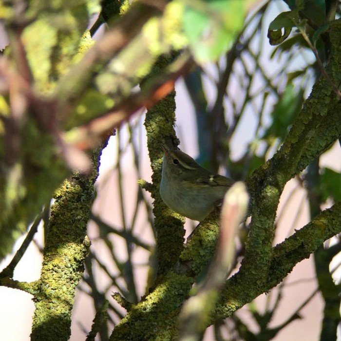 Yellow-browed Warbler
