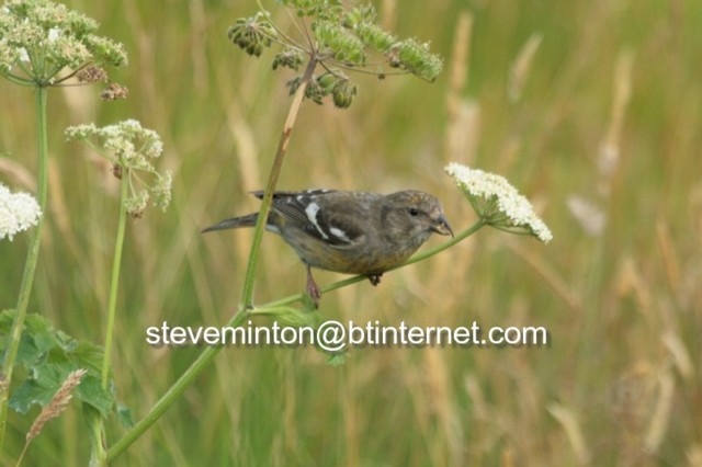 Two-barred Crossbill