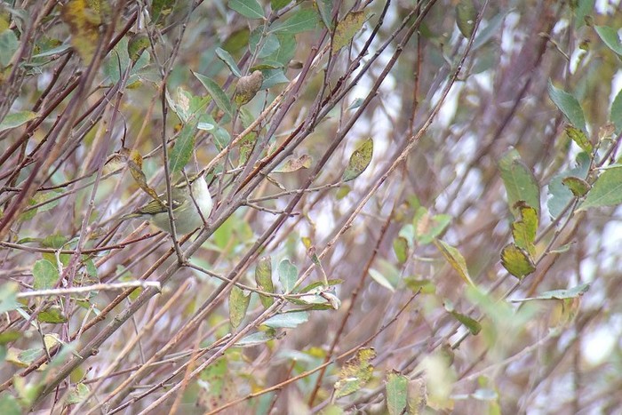 Yellow-browed Warbler