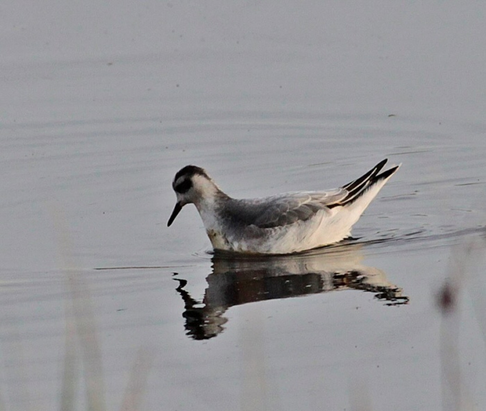 Grey Phalarope