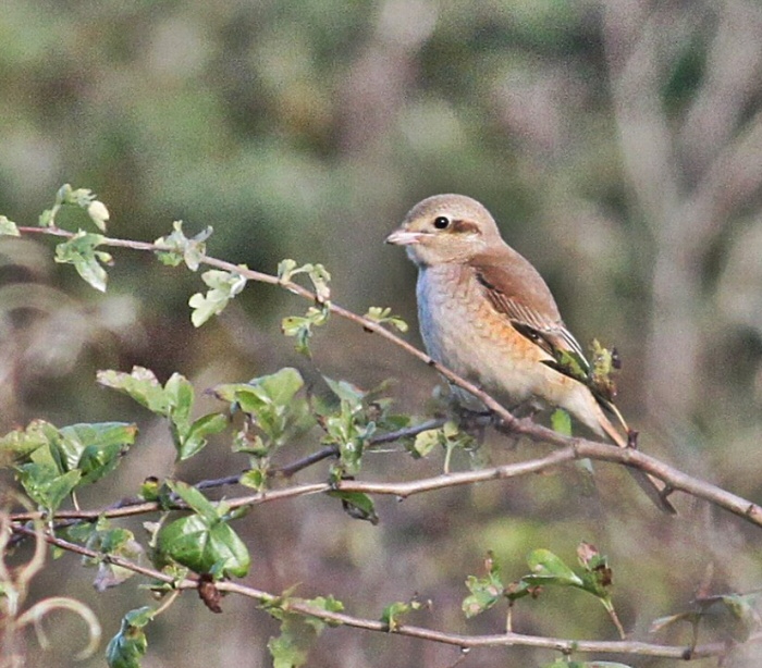Isabelline Shrike