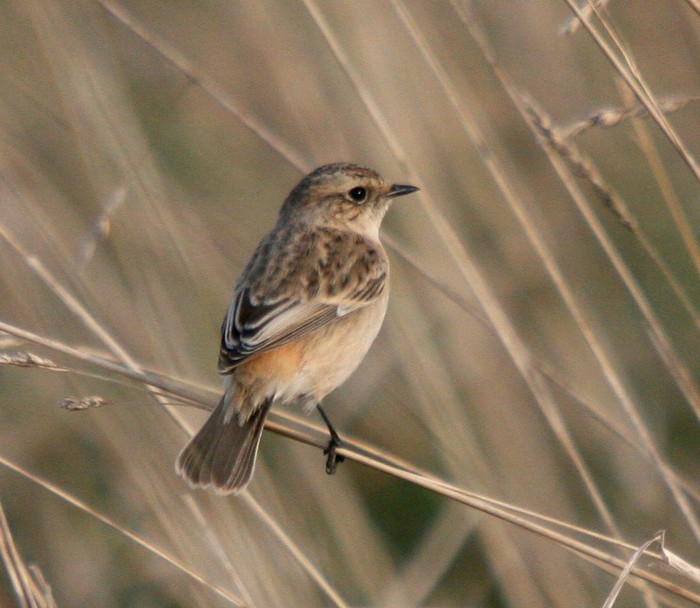 Siberian Stonechat