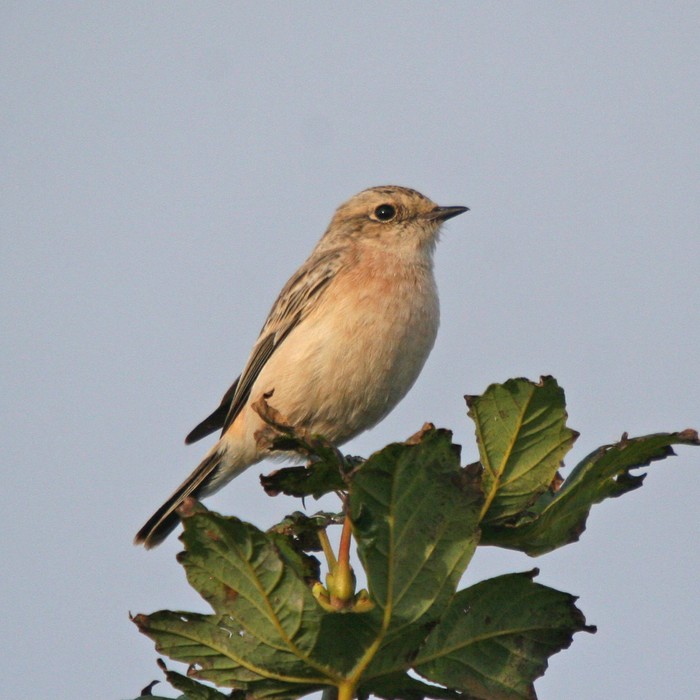 Siberian Stonechat