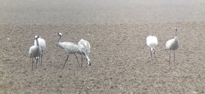 Common Crane