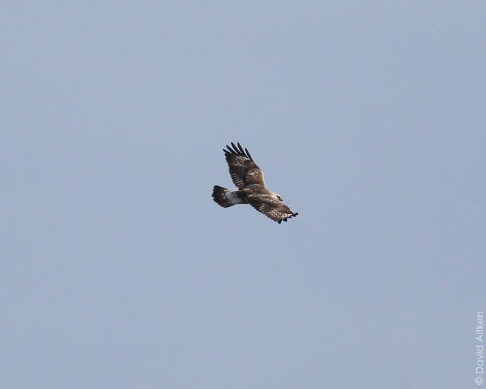 Rough-legged Buzzard