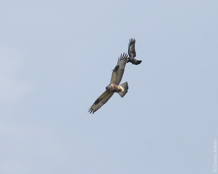 Rough-legged Buzzard