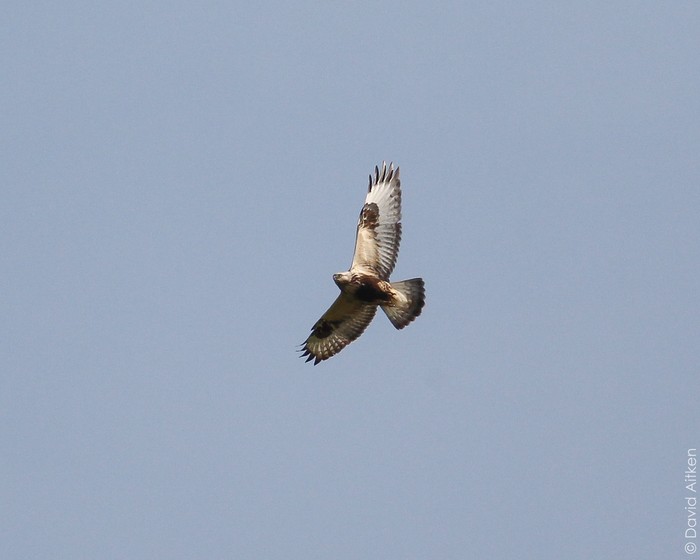 Rough-legged Buzzard