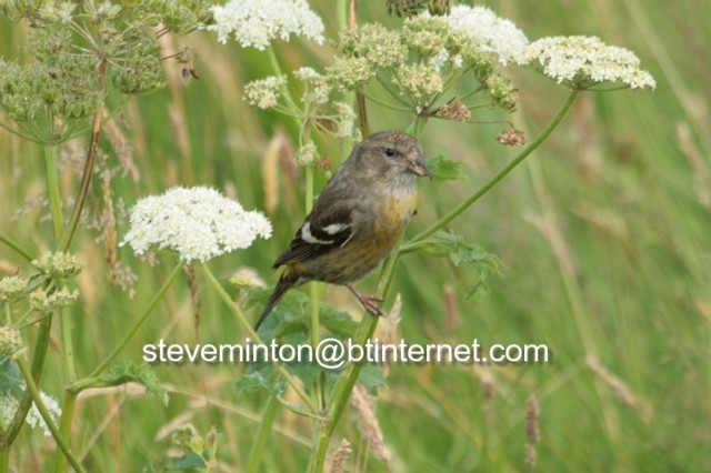 Two-barred Crossbill