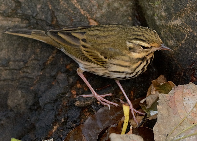 Olive-backed Pipit