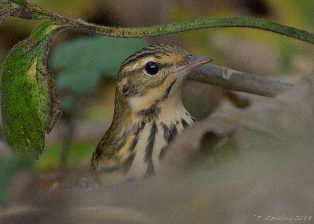 Olive-backed Pipit