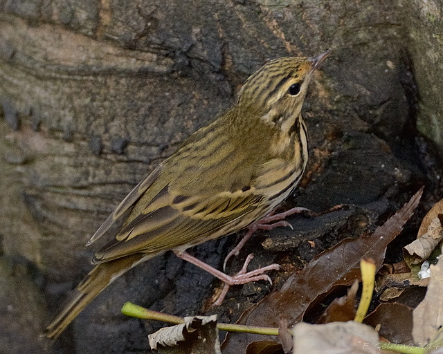 Olive-backed Pipit