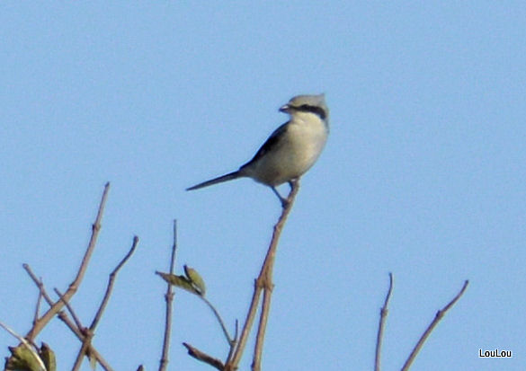 Great Grey Shrike