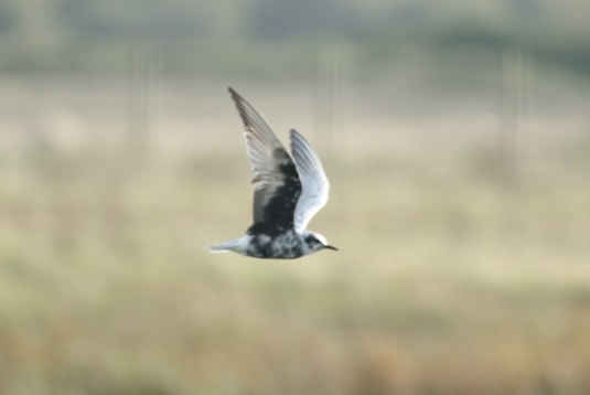 White-winged Black Tern