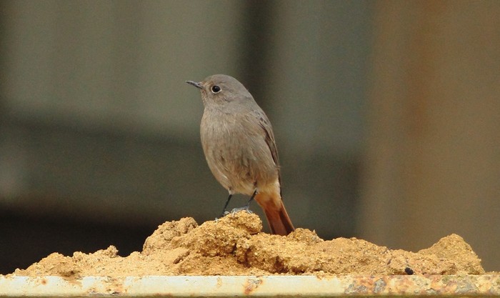 Black Redstart