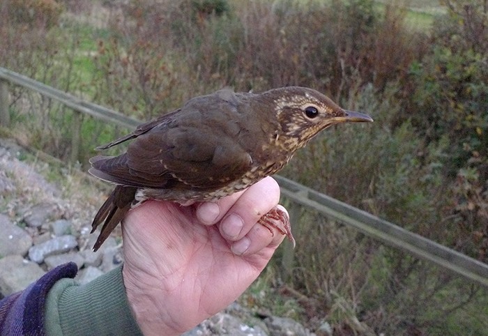 Siberian Thrush