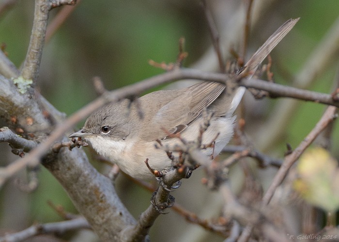 Siberian Lesser Whitethroat