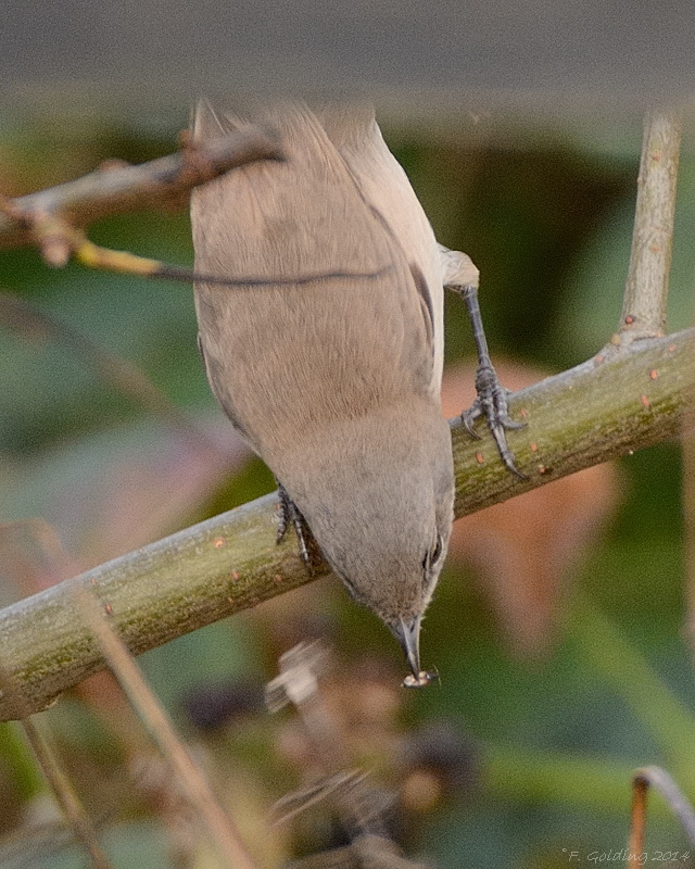 Siberian Lesser Whitethroat