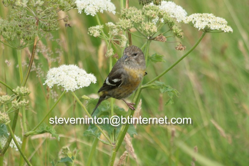Two-barred Crossbill