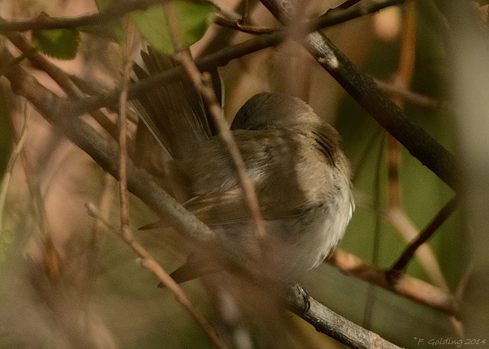 Siberian Lesser Whitethroat
