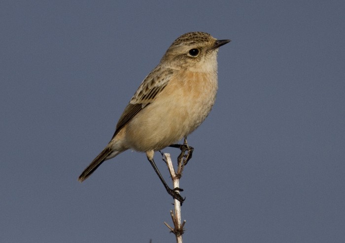 Siberian Stonechat