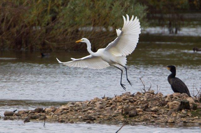 Great White Egret